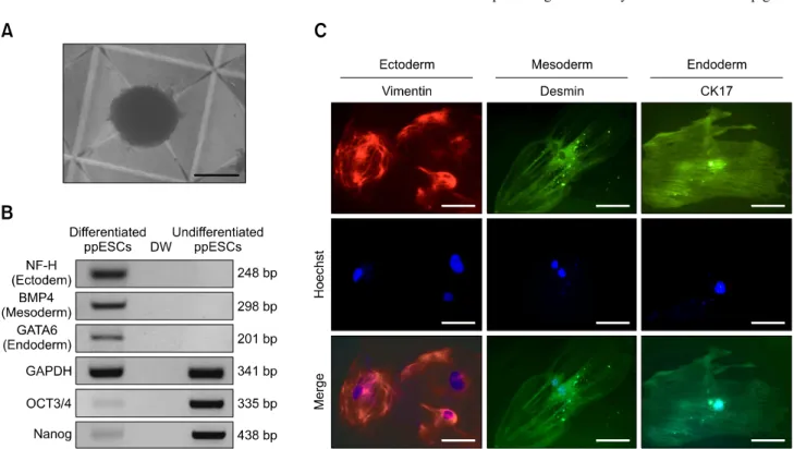 Fig. 4. Characterization of the ppESC differentiation capacity in vitro. (A) Morphology of a representative EB on the 4th day after  differentiation induction [ppESC1 (P23)]