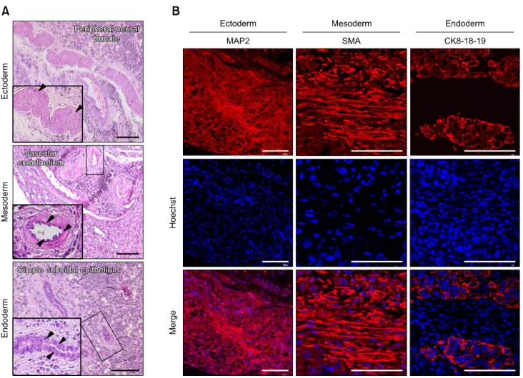 Fig. 5. Characterization of the ppESC differentiation capacity in vivo. (A) Representative structures of three germ layers were observed in H&amp;E-stained ppESC-derived teratomas [ppESC1 (P17)]