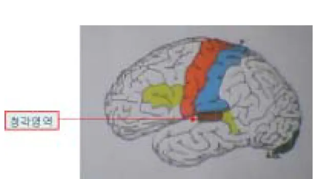 Fig.  2.  Area  of  auditory  primary  response.