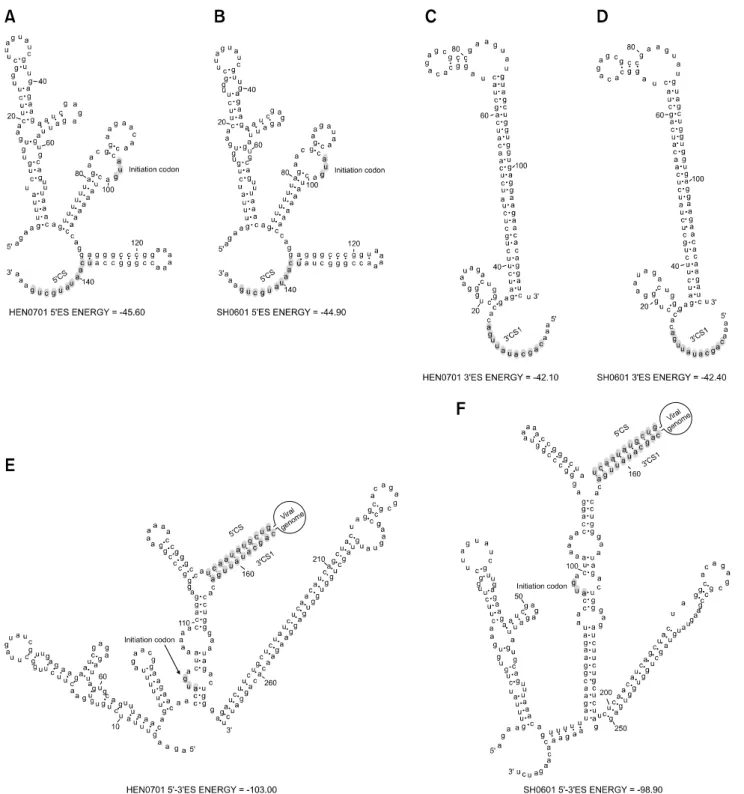 Fig. 3. RNA structures of the 3´- and 5´-end sequences of the HEN0701 and SH0601 genomes