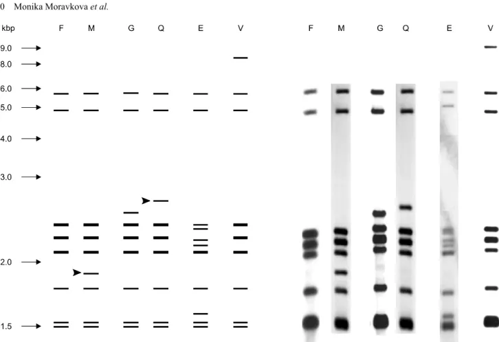 Fig. 1. Six IS901 RFLP profiles of Mycobacterium avium subsp. avium isolates after digestion with restriction endonuclease PvuII