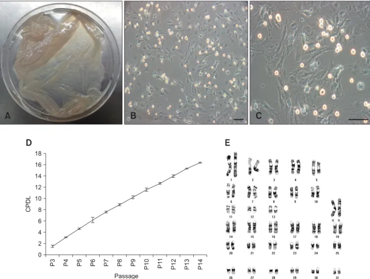 Fig. 1. Primary culturing of equine amniotic membrane-derived mesenchymal stem cells (eAM-MSCs) and determination of the  cumulative population doubling level (CPDL)
