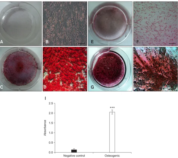 Fig. 3. Osteogenic differentiation of the eAM-MSCs. Negative control cells (A, B, E, and F) were grown in LG-DMEM with 10% FBS