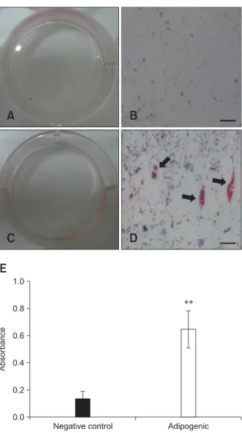 Fig. 5. Chondrogenic differentiation of the eAM-MSCs. After 3  weeks of chondrogenic induction, pellet formation was observed