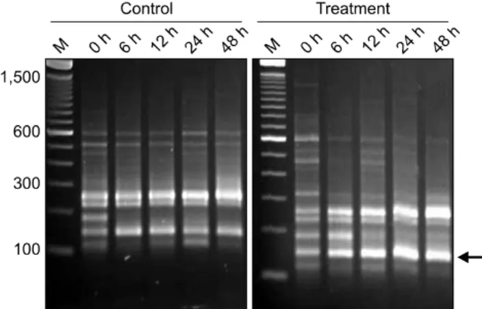 Fig. 1. Representative images of the annealing control  primer-based PCR products for identifying differentially  expressed genes during inflammation induction in cases of  canine peritonitis