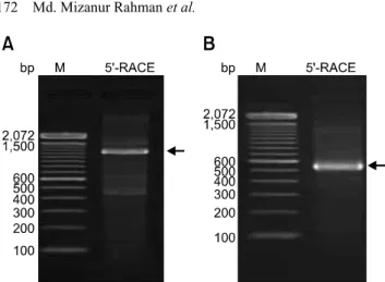 Fig. 2. Bands generated by 5´-end rapid amplification of cDNA end (RACE) for clones 250-48 and 400-46