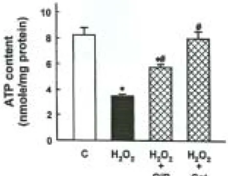 Fig. 1. Time course of H2O2-induced cell death in  opossum kidney (OK) cells. Cells were  exposed to 0.5 mM H2O2 for various  times in the presence or absence of 0.1% 