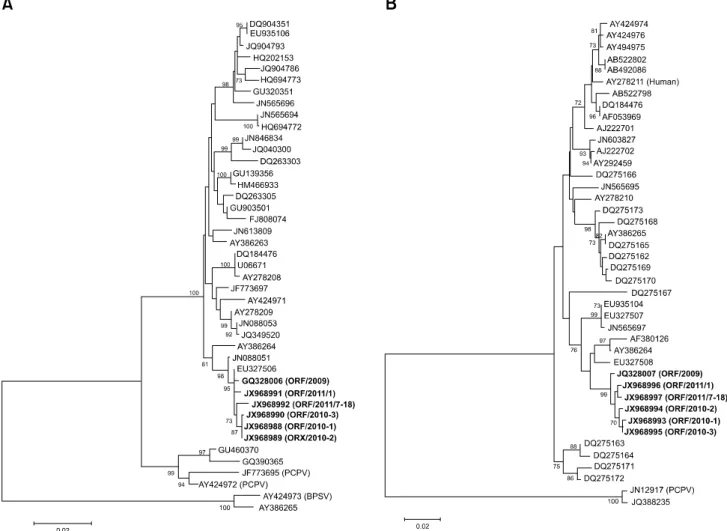 Fig. 1. Phylogenetic analysis of different parapoxviruses based on nucleotide sequences of the B2L gene (A) and partial virus interferon  resistance gene (B)
