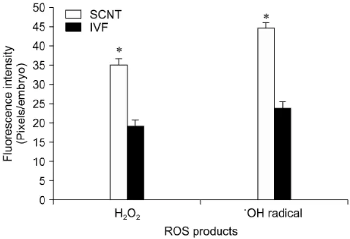 Fig. 1. Levels of reactive oxygen species (ROS) in bovine  somatic cell nuclear transfer (SCNT) and in vitro fertilized (IVF)  embryos