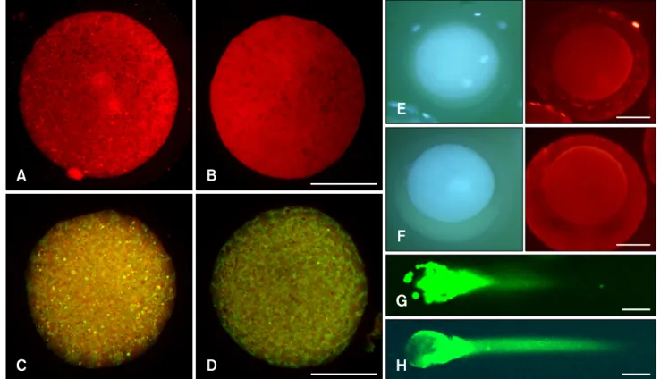 Fig. 2. Fluorescence microscopic evidence of mitochondrial and DNA damage in one-cell stage IVF (A, C, E and G) and SCNT (B, D, F and H) embryos