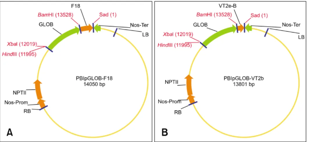 Fig. 1. Chimeric constructs used for  Agrobacterium tumefaciens EHA105  transformations