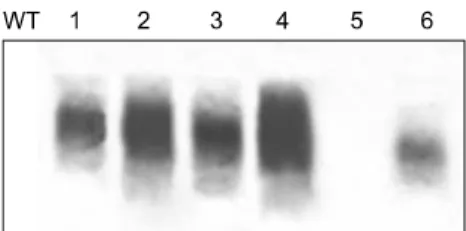 Fig. 4. Agglutination on slides with F18+ polyclonal serum. (A) Total protein extracted from wild-type seeds