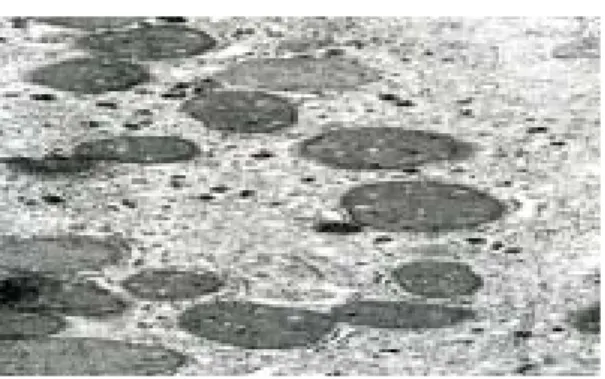 Fig. 13. Electron micrographs of hepatocytes from  TE4+SP3 group. The rough endoplasmic  reticulum(rER) are scattered in the  cytoplasm and a number of mitochondria  (M) are observed
