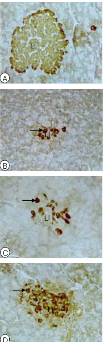 Fig. 10. Light micrographs of pancreas from  normal(A),control(B),TE4(C),SP3(D),  TE4+SP3(E) acupuncture groups