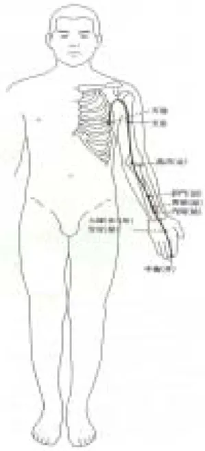 Figure 8. The  scheme  of  the  Pericardium  Meridian  in  human.