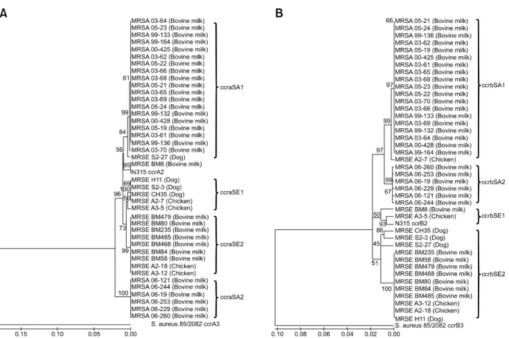 Fig. 1. Parsimony trees showing phylogenetic relationships among the ccrA2 (A) and ccrB2 (B) genes in MRSE and MRSA isolated from animal sources