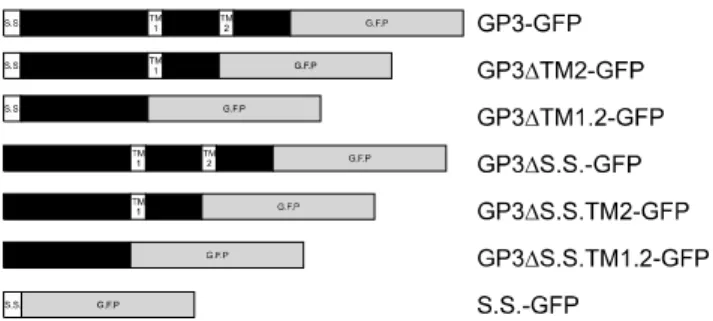 Fig. 1. Schematic pictures of GFP fusion construct of GP3  variants. The constructs were designed based on computational  analysis of the amino acid sequence of GP3