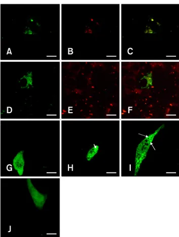 Fig. 2. Confocal microscopic examination of BHK-21 cells  transfected with GP3-GFP construct
