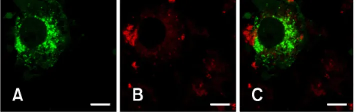 Fig. 4. Signal sequence of GP3 was fused with GFP to confirm its effect on localization
