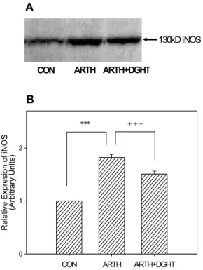 Fig. 4. Western  blot  (A)  and  densitometric  (B)  analysis  of  iNOS  expression  in  the  spinal  cord  samples  from  the  several  groups