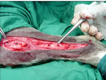 Fig. 1. Seven bone defects were created for implantation of seven different biomaterials in tibial bone.