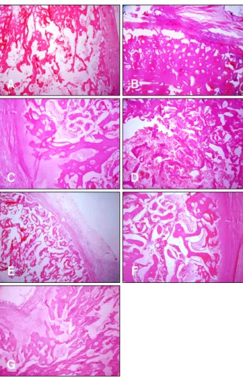 Fig. 3. Histopathological findings showed normal structure of  trabecular bone in the defect area in all groups with various  phases of remodeling