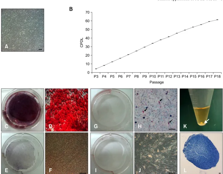 Fig. 1. Primary culture, cumulative population doubling level (CPDL), and differentiation of equine umbilical cord blood mesenchymal stem cells (eUCB-MSCs)
