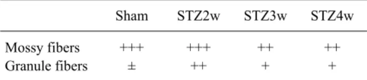 Table 2. Time-dependent changes of CB-positive staining in  mossy fibers and granule cells in the hippocampus of sham and  STZ-treated animals Sham STZ2w STZ3w STZ4w Mossy fibers Granule fibers +++± +++++ +++ +++ The levels of immunoreacivity were defined 