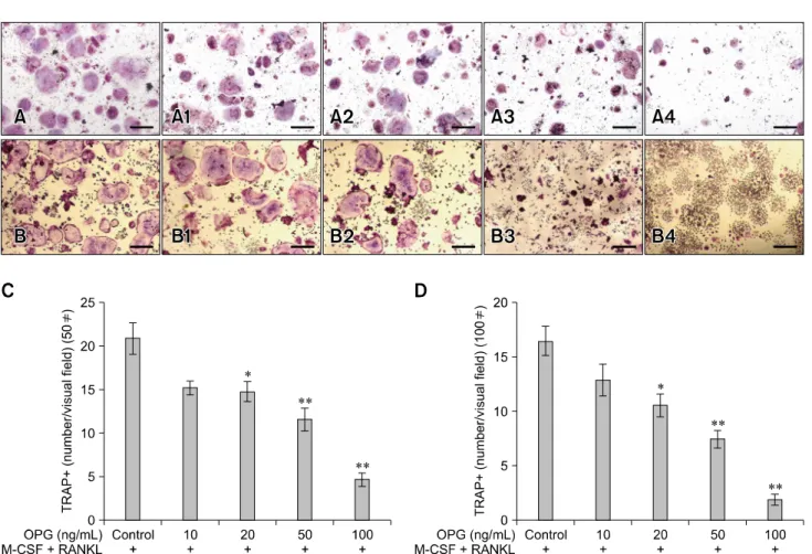Fig. 1. Inhibitory effects of OPG on TRAP-positive multinucleated osteoclast differentiation in M-CSF- and RANKL-stimulated duck embryo bone marrow and RAW 264.7 cells
