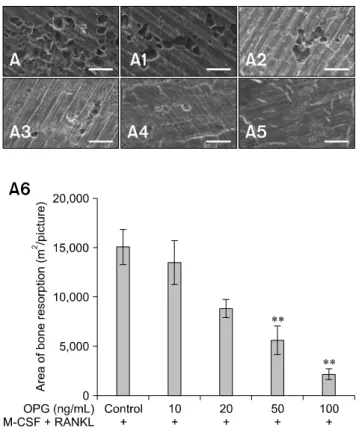 Fig. 2. Suppressive effects of OPG on F-actin ring formation in  duck embryo osteoclasts