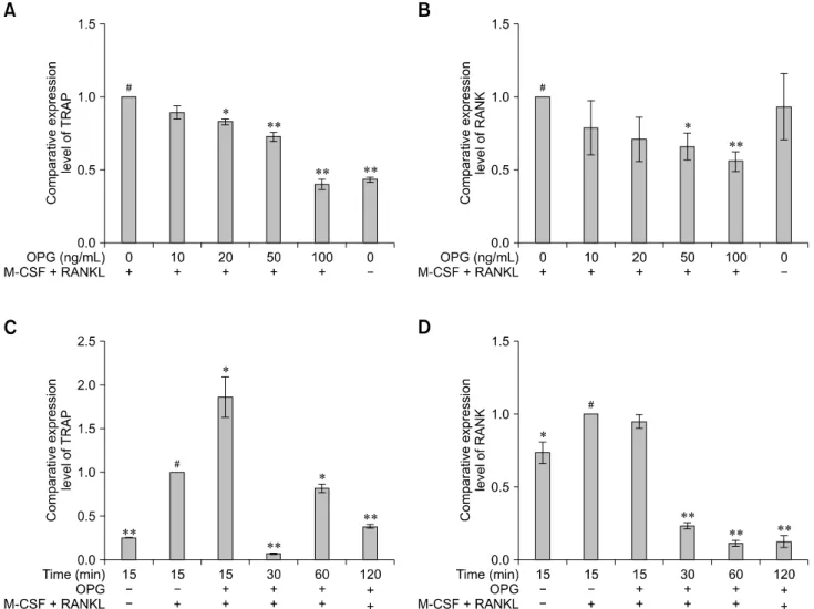 Fig. 4. Effects of OPG on the expression of TRAP and RANK. RAW264.7 cells were suspended in  α-MEM with FBS (v/v 10%) and then seeded in 6-well culture plates