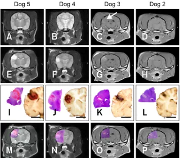 Fig. 1. Macroscopic morphology of non-thermal irreversible  electroporation (N-TIRE) ablation in the right parietal lobe of the canine brain (Dogs 2∼5)