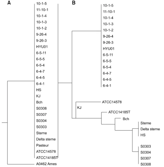 Fig. 1. Genetic relationships among the examined Bacillus (B.) anthracis strains were evaluated by SNP analysis