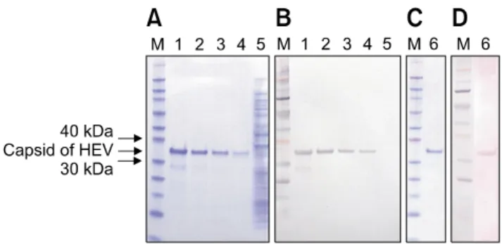 Fig. 1. Purification of the recombinant capsid protein of swine  HEV. The recombinant capsid protein was analyzed by  SDS-PAGE (A and C) and Western blotting with an anti-HEV  monoclonal antibody (B)