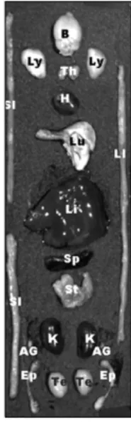 Fig. 1. The location of various organs used for kinetic studies of  free Cy5.5 and Cy5.5-labeled thermally cross-linked  superparamagnetic iron oxide nanoparticles (TCL-SPION)