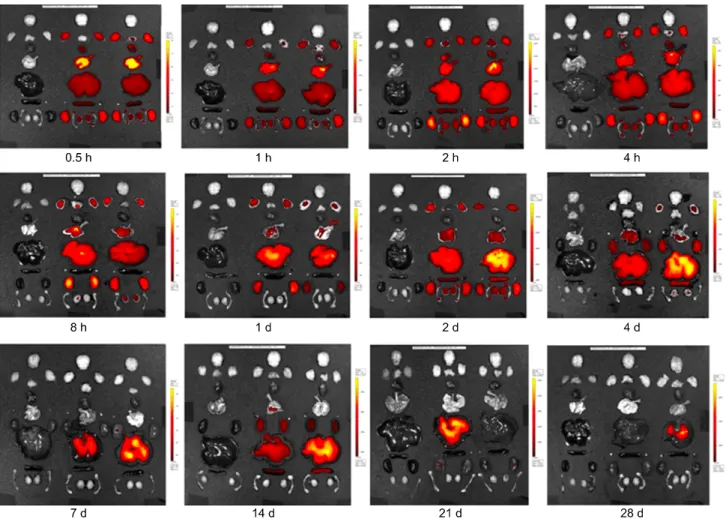 Fig. 3. Florescence images showing the biodistribution and accumulation of fluorescence in various organs over a 28-day period after  the injection of 15 mg/kg Cy5.5-labeled TCL-SPION