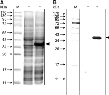 Fig. 1. Analysis of the VP1Nd129 protein expressed in  recombinant  Escherichia  (E.)  coli  by SDS-PAGE (A) and  Western blotting (B)