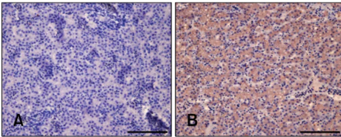 Fig. 2. Analysis of the specificity and reactivity of E3 monoclonal antibody (mAb) by Western blotting (A) and ELISA (B)