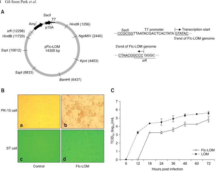 Fig. 1. Strategies for construction and in vitro growth characterization of Flc-LOM. (A) Circular map of pFlc-LOM showing the relative positions of the LOM cDNA, ampicillin resistance gene, and P15A origin of replication
