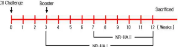 Fig. 1. Collagen-induced arthritis(CIA) mouse model (2) 取穴 骨度分寸法에  의거하여  생쥐의  右側 足三里 (Joksamni; ST36)에 相應하는 部位를 取하였다