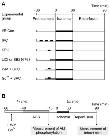 Fig. 1. Protocols for each experimental group showing the  reagents used and time courses of the various treatments