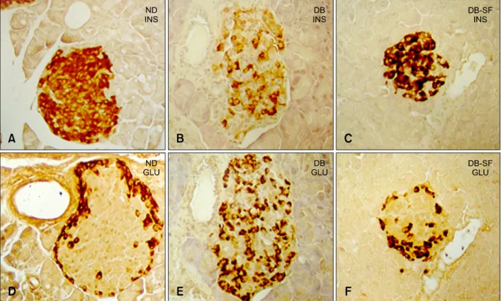 Fig. 3. SFH helps maintain pancreatic β cell integrity in the C57BL/KsJ-db/db mice. β cell morphology and distribution in the  SFH-treated db/db mice were well organized