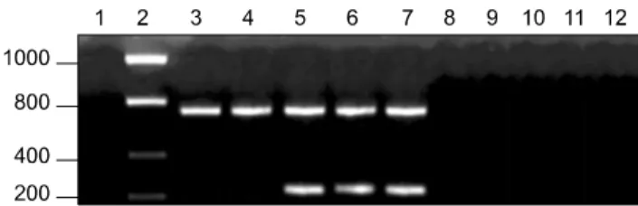 Fig. 2. Multiplex PCR results of the four field samples. Lane 1: 