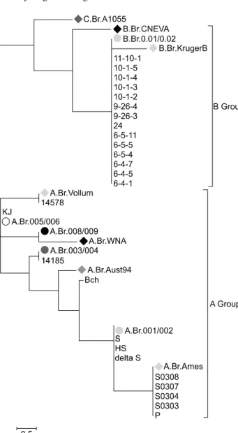 Fig. 2. Genetic relationships among B. anthracis strains assessed by canSNP analysis. Thirteen canSNP marker loci were used to  calculate simple matching coefficients.