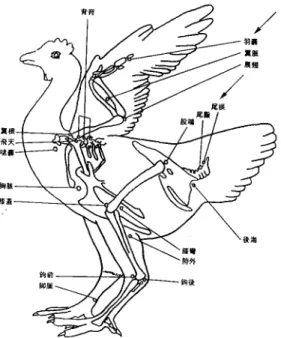 Fig.  1  Acupuncture  points  of  chicken. 首,  1-24%인  動物이  3首,  25-50%인  動物이  5首 로  總  12首씩  배정하였다