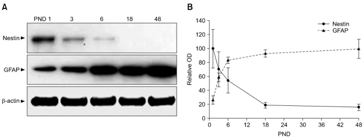 Fig. 1. Temporal expression of nestin and glial fibrillary acidic protein (GFAP) in mouse hippocampus during postnatal development.