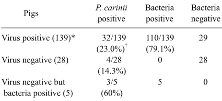 Table 1. Summary of concurrent Pneumocystis (P.) carinii and  bacterial infection according to the status of virus positivity in pigs