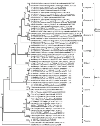 Fig. 3. Phylogenetic analysis based on the complete G gene  nucleotide sequences of the isolates and other sequences obtained from the GenBank database