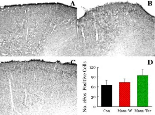 Fig. 7. Effects  of  folium  artemisiae  argyi'  herbal  acupuncture  of  LR 3   on  cFos  positive  protein  expression  in  the  motor  cortex  at  2  hrs  after  transient  forebrain  ischemia