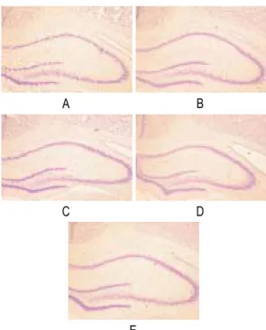 Fig. 6. Effect of acupuncture by needle manipulation  at the LR1·HT9, KI10·HT3 on the density of cresyl  violet-stained neural cell sections in the hippocampal  CA1